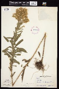 Solidago altissima subsp. altissima image