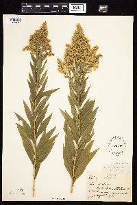 Solidago altissima subsp. altissima image