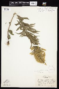 Solidago altissima subsp. altissima image