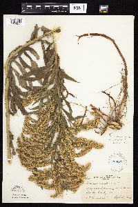 Solidago altissima subsp. altissima image