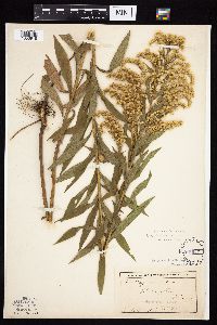 Solidago altissima subsp. altissima image