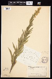 Solidago altissima subsp. altissima image