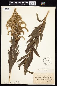Solidago altissima subsp. altissima image