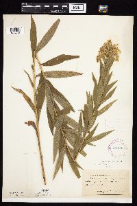 Solidago altissima subsp. altissima image
