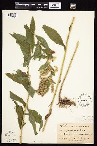 Solidago altissima subsp. altissima image