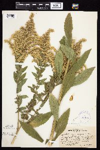 Solidago altissima subsp. altissima image