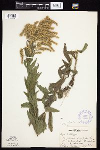Solidago altissima subsp. altissima image