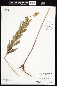 Solidago altissima subsp. altissima image