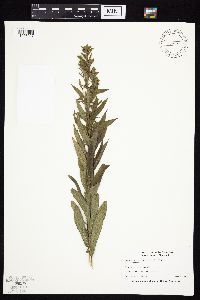 Solidago altissima subsp. altissima image