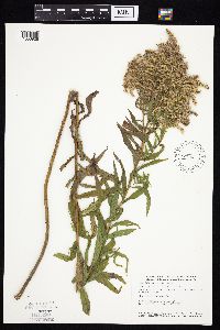 Solidago altissima subsp. altissima image