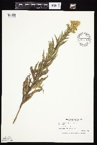 Solidago altissima subsp. altissima image