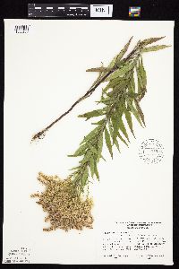 Solidago altissima subsp. altissima image