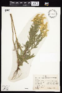 Solidago altissima gilvocanescens image
