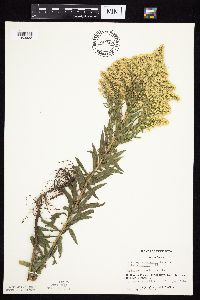 Solidago altissima gilvocanescens image