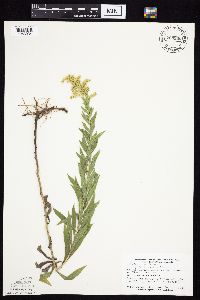 Solidago altissima gilvocanescens image