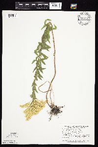 Solidago altissima gilvocanescens image