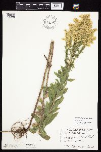 Solidago altissima gilvocanescens image