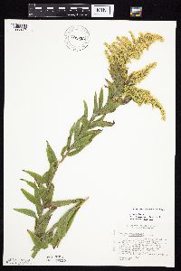 Solidago altissima gilvocanescens image