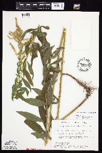 Solidago altissima gilvocanescens image
