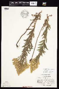 Solidago altissima gilvocanescens image