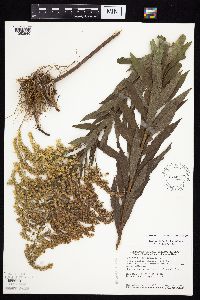 Solidago altissima subsp. altissima image