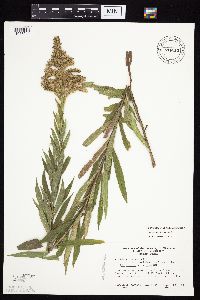 Solidago altissima subsp. altissima image