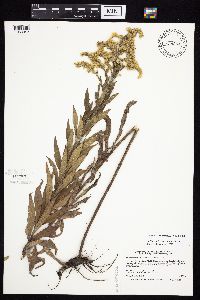 Solidago altissima subsp. altissima image