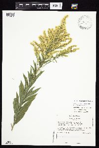 Solidago altissima subsp. altissima image