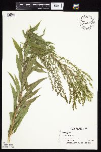 Solidago altissima subsp. altissima image