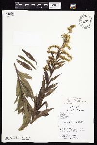 Solidago altissima subsp. altissima image