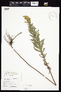 Solidago altissima gilvocanescens image