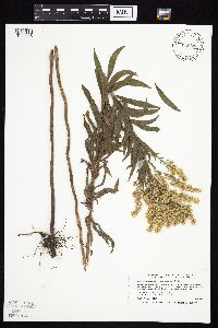 Solidago altissima gilvocanescens image