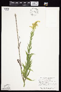 Solidago altissima gilvocanescens image