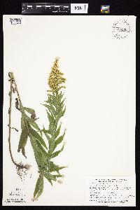 Solidago altissima gilvocanescens image
