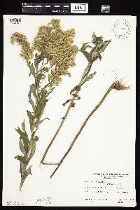 Solidago altissima gilvocanescens image