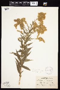 Solidago altissima image