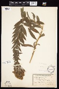 Solidago altissima gilvocanescens image