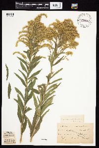 Solidago altissima gilvocanescens image