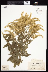 Solidago altissima gilvocanescens image