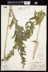 Solidago altissima gilvocanescens image