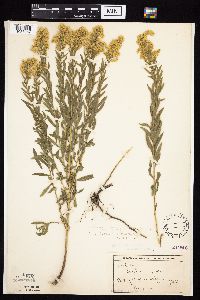 Solidago altissima gilvocanescens image