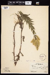 Solidago altissima gilvocanescens image