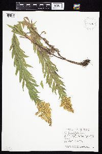 Solidago altissima gilvocanescens image