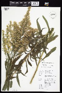 Solidago altissima gilvocanescens image