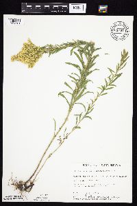 Solidago altissima gilvocanescens image