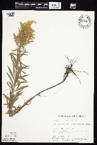 Solidago altissima gilvocanescens image