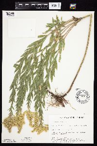Solidago altissima gilvocanescens image