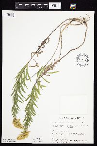 Solidago altissima gilvocanescens image