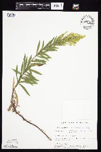 Solidago altissima gilvocanescens image