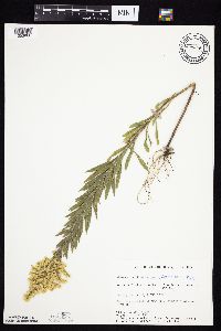 Solidago altissima gilvocanescens image